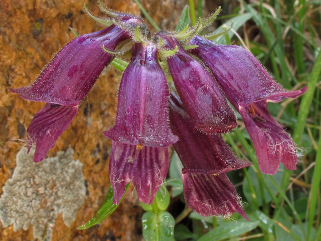 Penstemon whippleanus (Whipple's penstemon) #44484