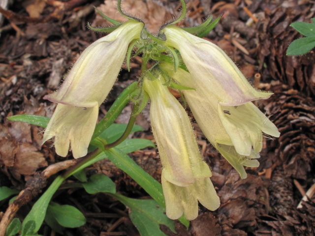 Penstemon whippleanus (Whipple's penstemon) #44485