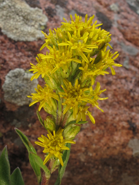 Solidago simplex (Mt. albert goldenrod) #44488