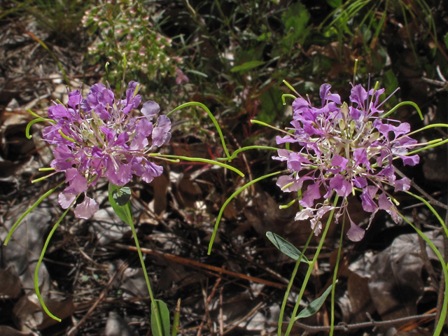 Warea cuneifolia (Carolina pinelandcress) #44508