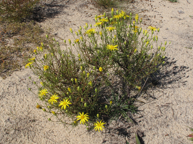 Pityopsis pinifolia (Taylor county goldaster) #44512