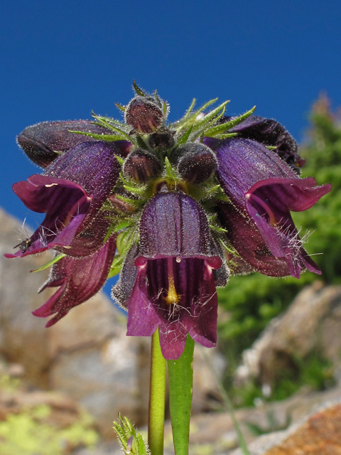 Penstemon whippleanus (Whipple's penstemon) #44557