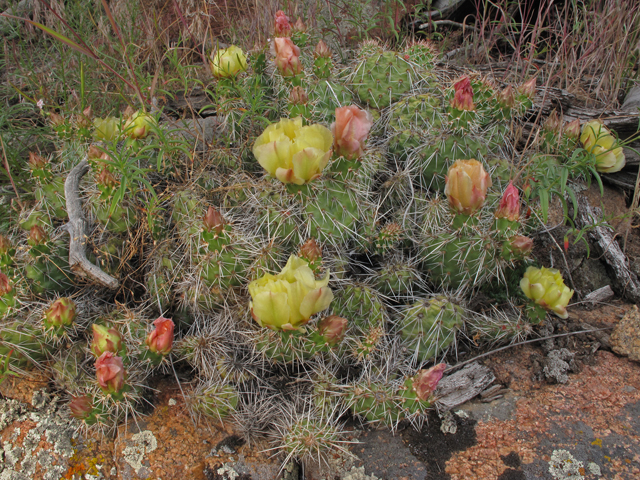 Opuntia polyacantha var. polyacantha (Hairspine pricklypear) #44568