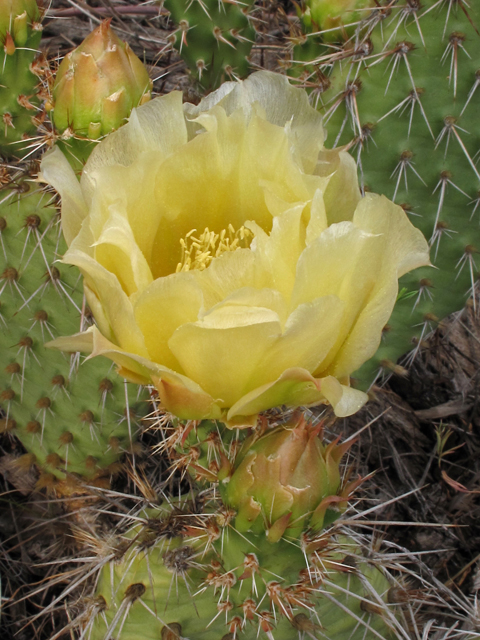 Opuntia polyacantha var. polyacantha (Hairspine pricklypear) #44569