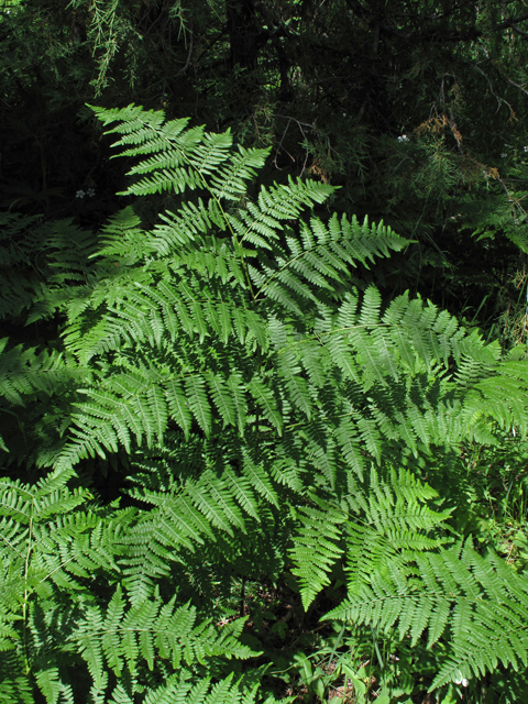 Pteridium aquilinum var. pubescens (Hairy bracken fern) #44574