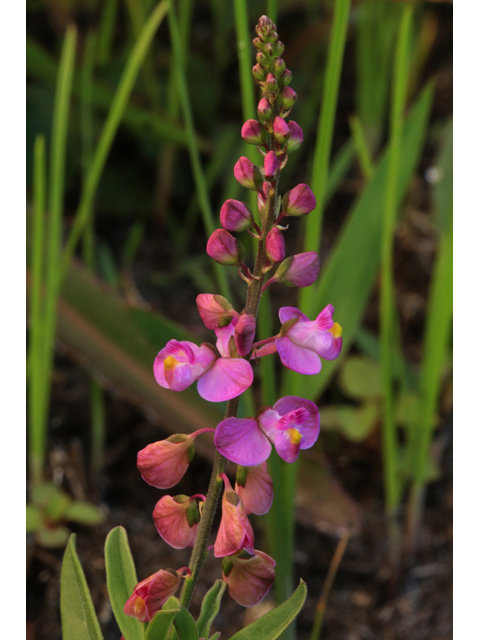 Polygala grandiflora (Showy milkwort) #44688