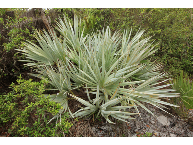 Serenoa repens (Saw palmetto) #44710