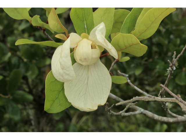 Asimina obovata (Bigflower pawpaw) #44726