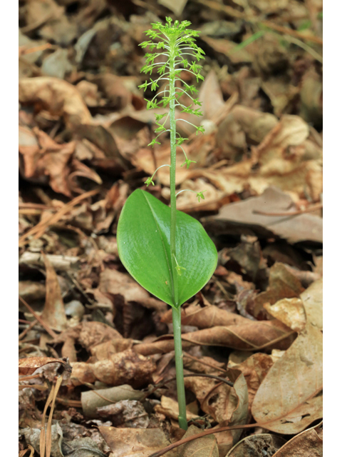 Malaxis unifolia (Green adder's-mouth orchid) #44733