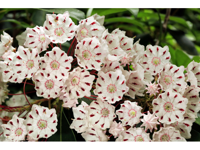 Kalmia latifolia (Mountain laurel) #44735