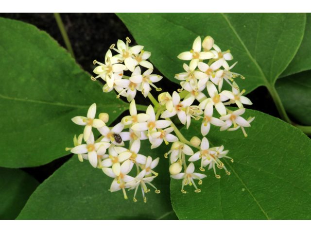 Cornus drummondii (Roughleaf dogwood) #44753