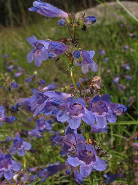 Penstemon virens (Front range penstemon) #44787