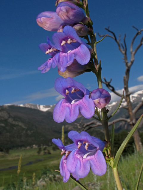 Penstemon unilateralis (Oneside penstemon) #44827