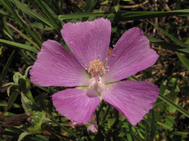 Callirhoe pedata (Palmleaf poppymallow) #44852