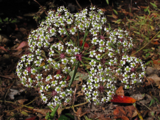 Oxypolis rigidior (Stiff cowbane) #44865