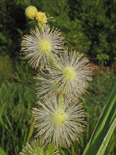 Sparganium americanum (American bur-reed) #44895