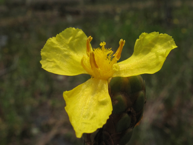 Xyris ambigua (Coastal plain yelloweyed grass) #44900