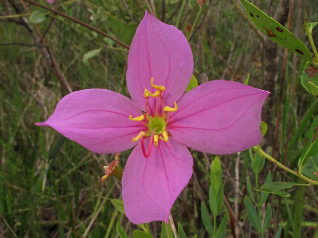 Rhexia alifanus (Savanna meadow beauty) #44907