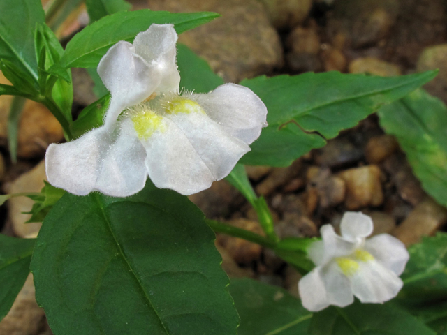 Mimulus alatus (Sharpwing monkeyflower) #44917