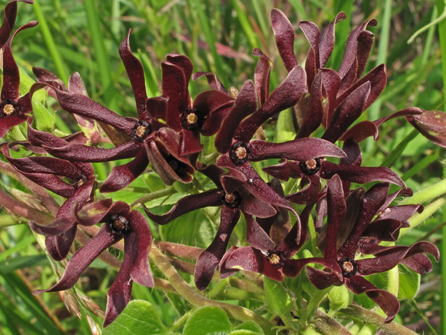 Matelea obliqua (Limerock milkvine) #44985