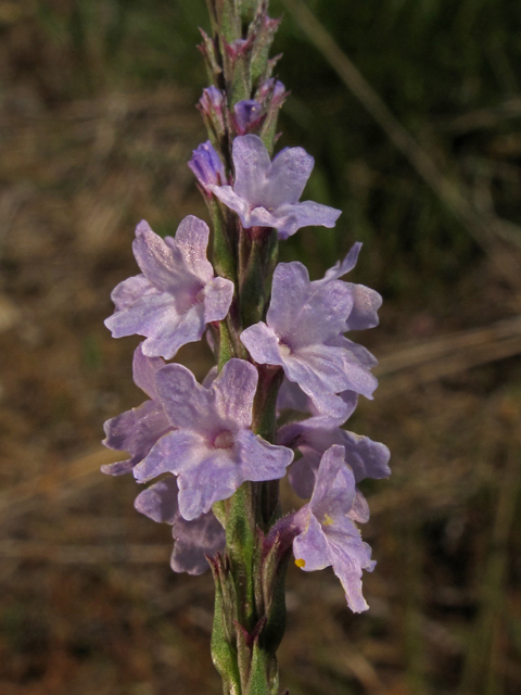 Verbena simplex (Narrowleaf vervain) #44992