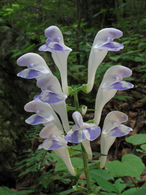 Scutellaria montana (Largeflower skullcap) #45009