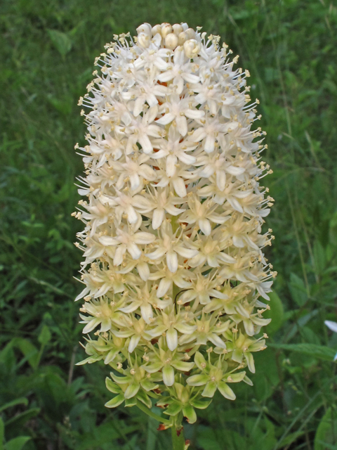 Amianthium muscitoxicum (Fly poison) #45017