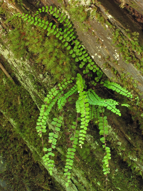 Asplenium trichomanes ssp. trichomanes (Maidenhair spleenwort) #45023