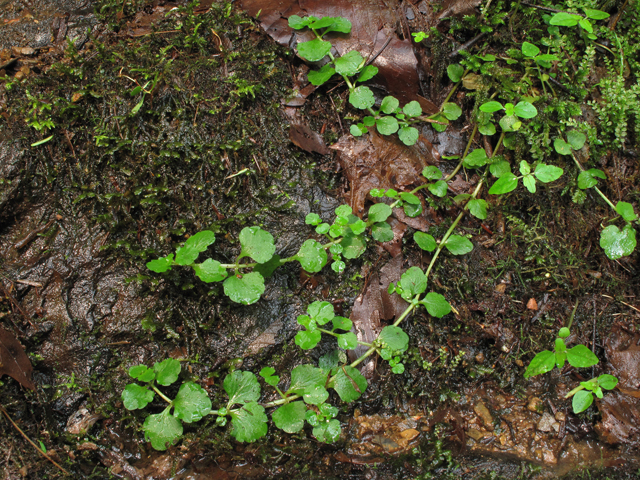 Chrysosplenium americanum (American golden saxifrage) #45035