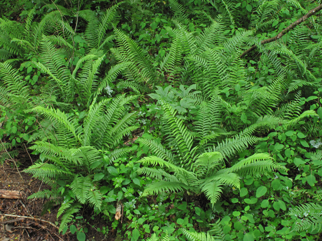 Diplazium pycnocarpon (Glade fern) #45039