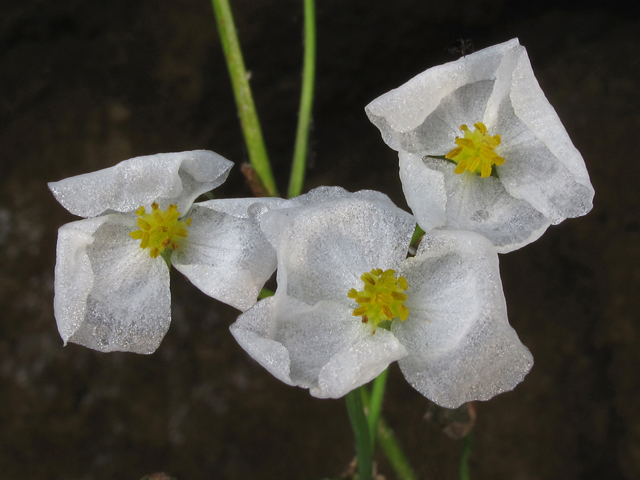 Sagittaria secundifolia (Little river arrowhead) #45045