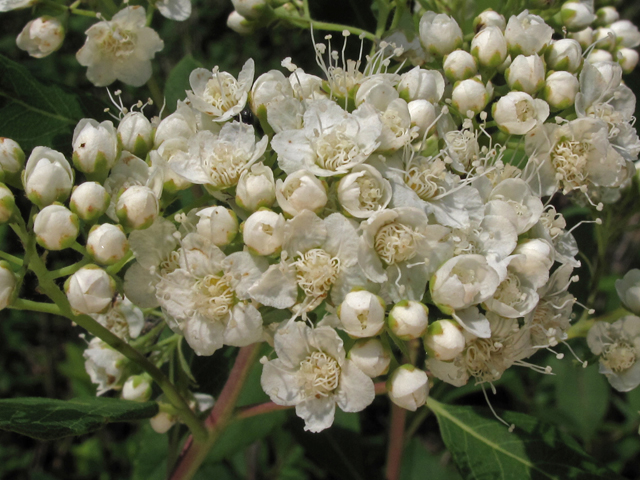 Spiraea virginiana (Virginia meadowsweet) #45064