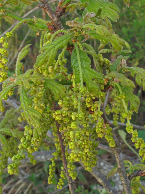 Quercus margaretta (Sand post oak) #45124