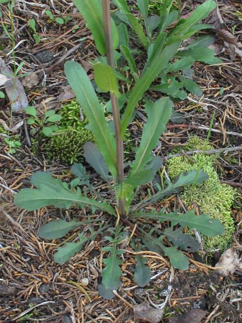 Arabis missouriensis (Green rockcress) #45125