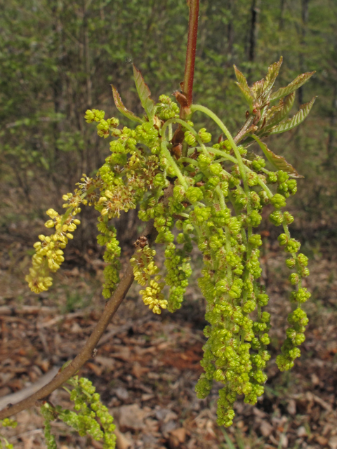 Quercus prinoides (Dwarf chinkapin oak) #45128