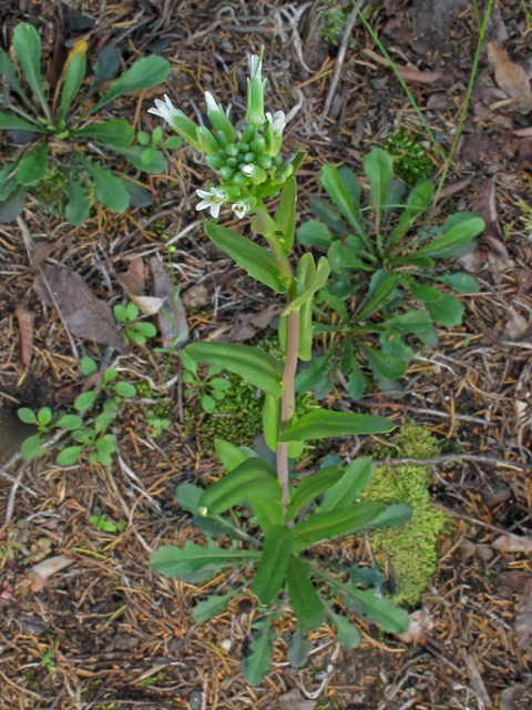 Arabis missouriensis (Green rockcress) #45129