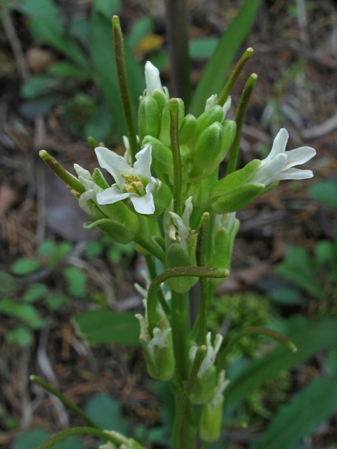 Arabis missouriensis (Green rockcress) #45130