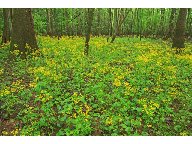 Packera glabella (Butterweed) #45151