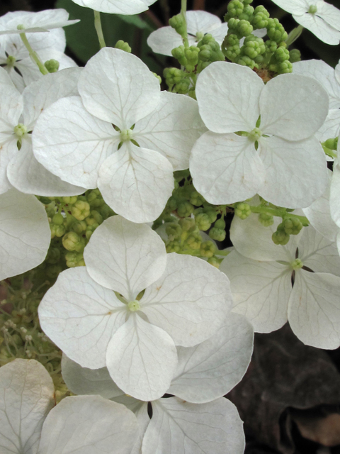 Hydrangea quercifolia (Oakleaf hydrangea) #45198