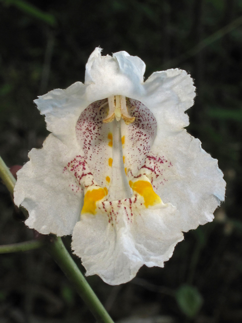 Catalpa bignonioides (Southern catalpa) #45205