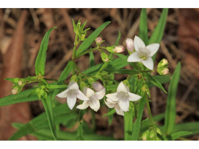 Houstonia longifolia (Longleaf summer bluet) #45260