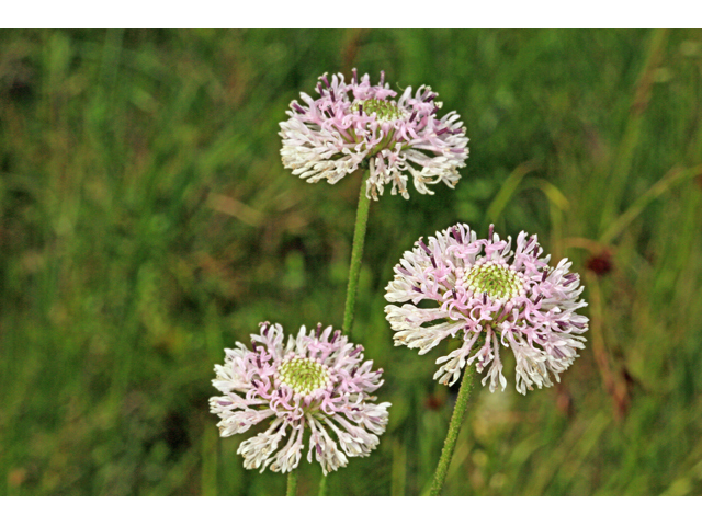 Marshallia graminifolia (Grassleaf barbara's buttons) #45269