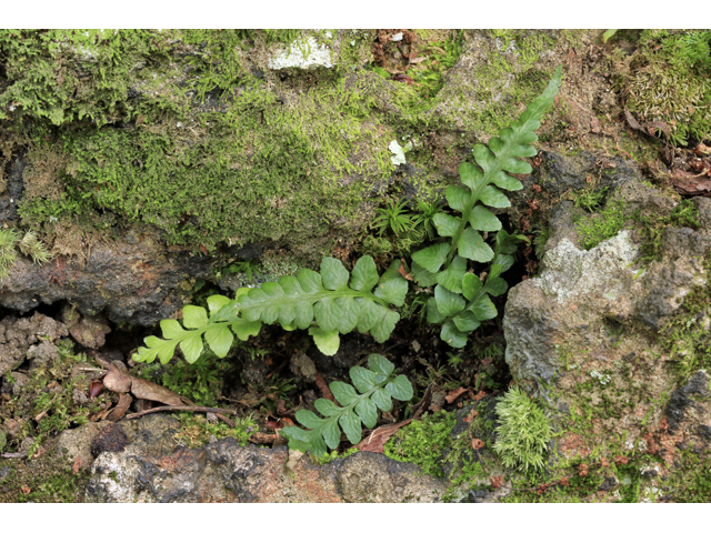 Asplenium kentuckiense (Kentucky spleenwort) #45297