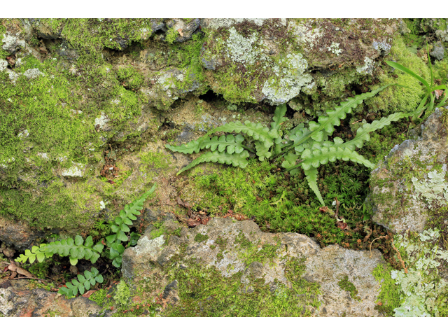 Asplenium kentuckiense (Kentucky spleenwort) #45298