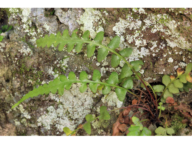 Asplenium kentuckiense (Kentucky spleenwort) #45311