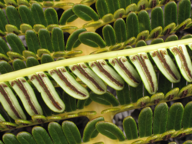 Sadleria cyatheoides (Amaumau fern) #45315