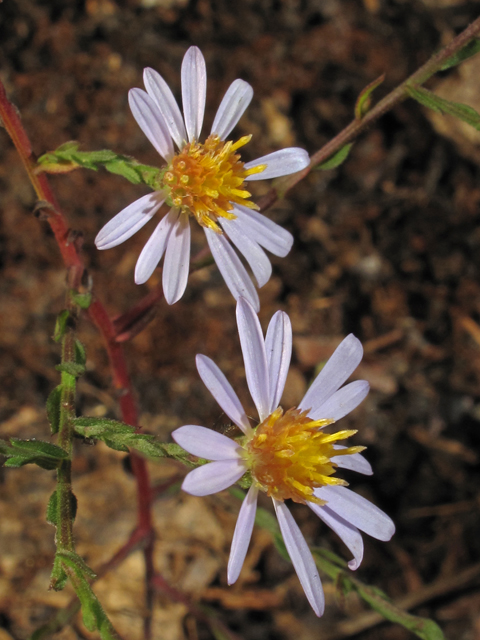 Symphyotrichum undulatum (Wavyleaf aster) #45419