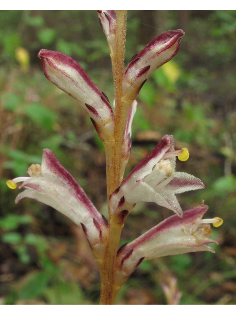 Epifagus virginiana (Beechdrops) #45815