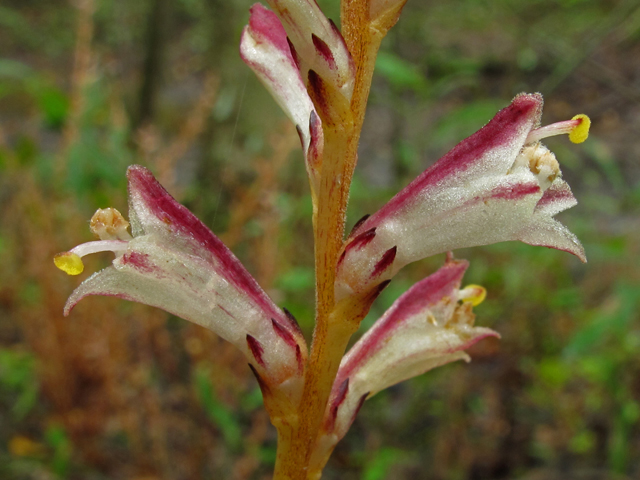 Epifagus virginiana (Beechdrops) #45818