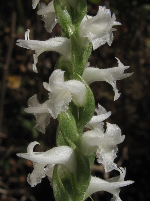 Spiranthes cernua (Nodding ladies'-tresses) #45839